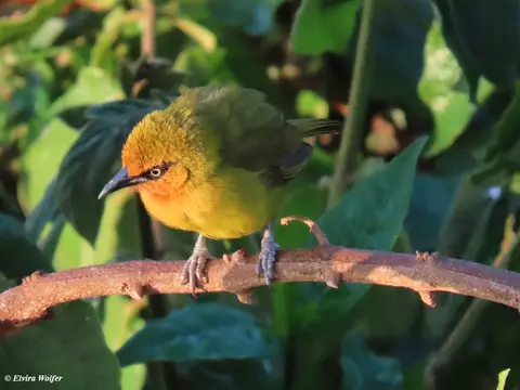 SpectacledWeaver.jpg