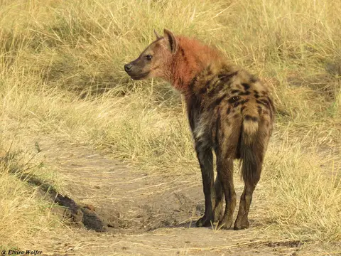 SpottedHyena1-2.jpg