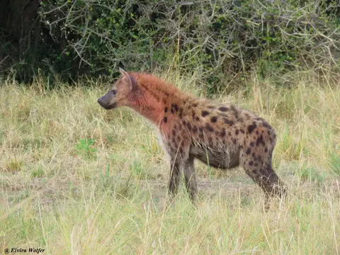 SpottedHyena2-2.jpg