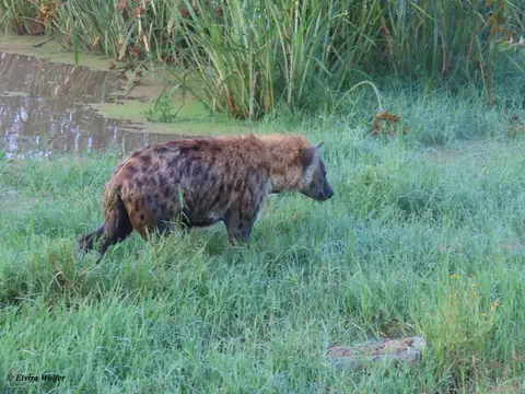 SpottedHyena3-2.jpg