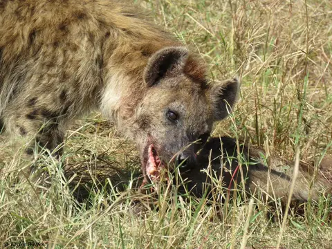 SpottedHyenaandvultures2.jpg