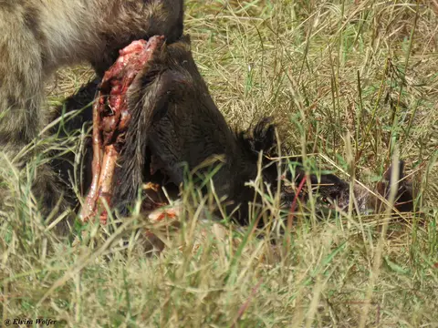 SpottedHyenaandvultures3.jpg