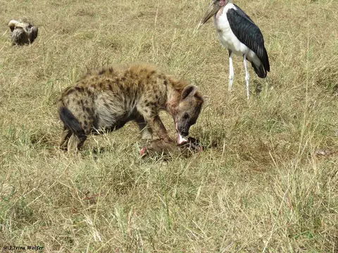 SpottedHyenaandvultures5.jpg