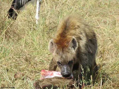 SpottedHyenaandvultures6.jpg