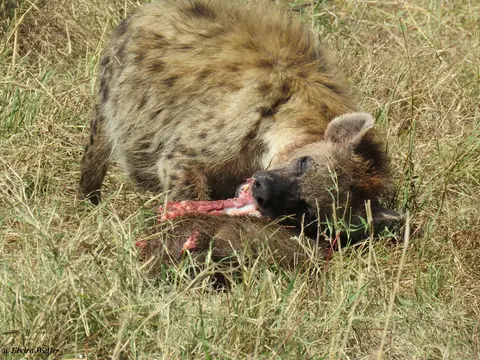 SpottedHyenaandvultures7.jpg