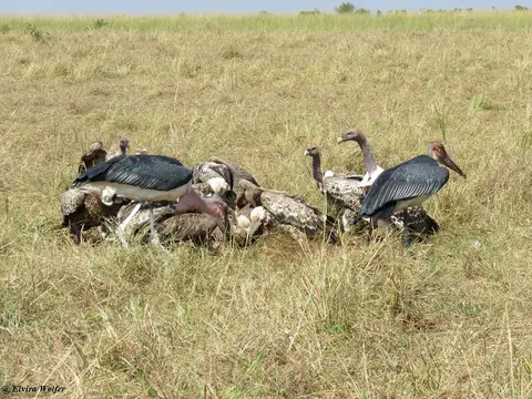 SpottedHyenaandvultures9.jpg