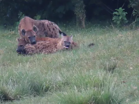 SpottedHyenas3.jpg