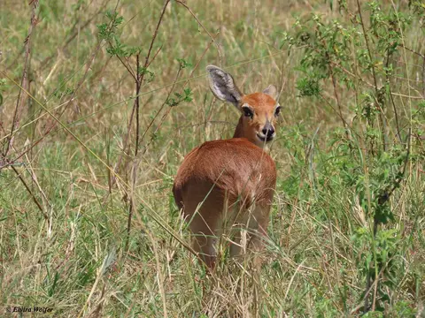 Steenbock.jpg