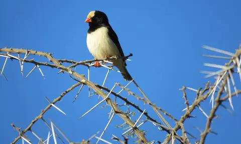 Straw-tailedWhydah-2.jpg