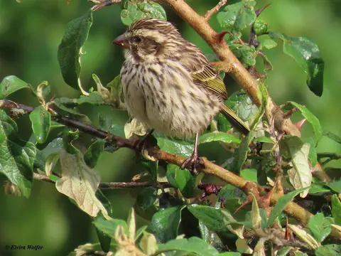 StreakySeedeater1.jpg