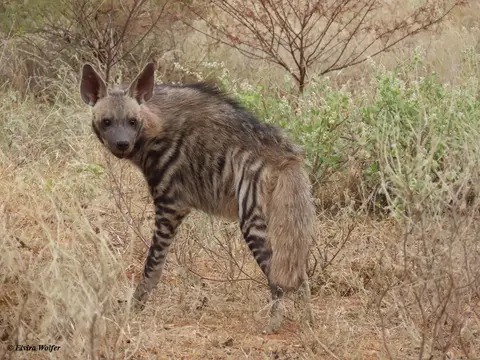 StripedHyena1.jpg