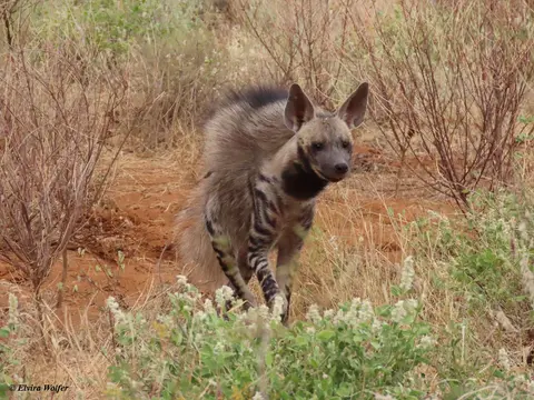 StripedHyena4.jpg