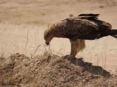 TawnyEagle1-2.jpg