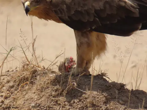 TawnyEagle3.jpg