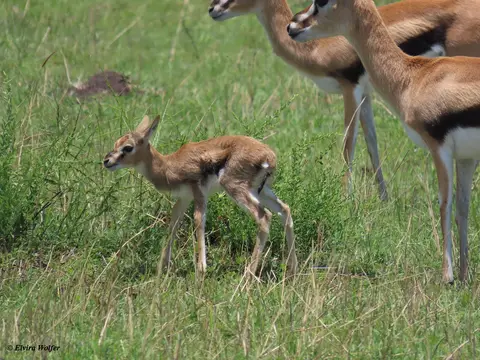 ThomsonGazelle2.jpg