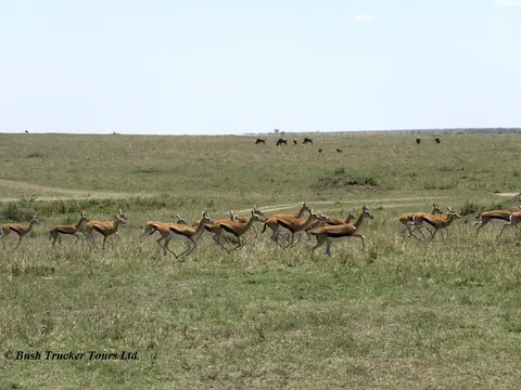 ThomsonGazelles2-2.jpg