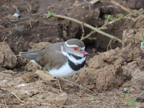 Three-bandedPlover-2.jpg