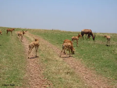 TopiJunge.jpg