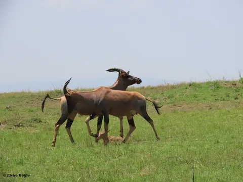 Topijung1.jpg