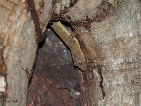 TreeGecko-Hemidactylusplatycephalus.jpg