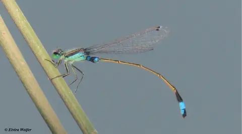 TropicalBlue-Ischnurasenegalensismale.jpg