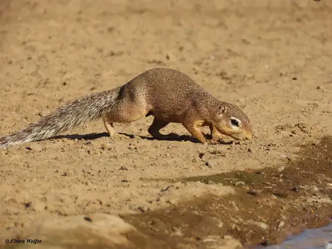 UnstripedGroundSquirrel-2-3-4-5.jpg