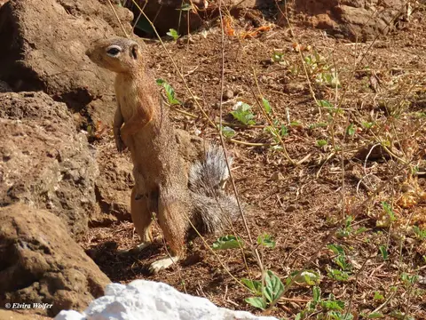UnstripedGroundSquirrel-2-3-4.jpg