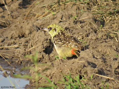 UsambiroBarbet.jpg