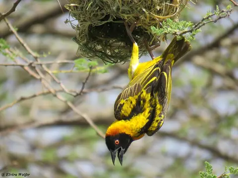 VillageWeaver-Ploceuscucullatusbohndorffi1.jpg