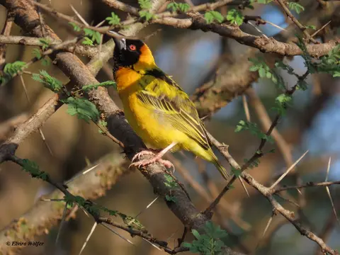 VillageWeaver1.jpg