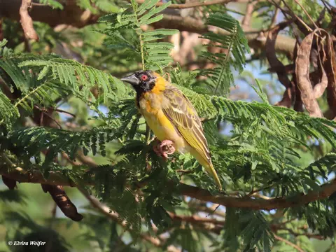 VillageWeaver2.jpg