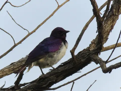 Violet-backedStarling.jpg