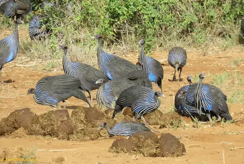 VulterineGuineafowlsinSamburu.jpg