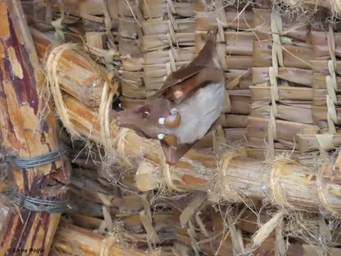 Wahlberg'sEpaulettedFruit-bat.jpg