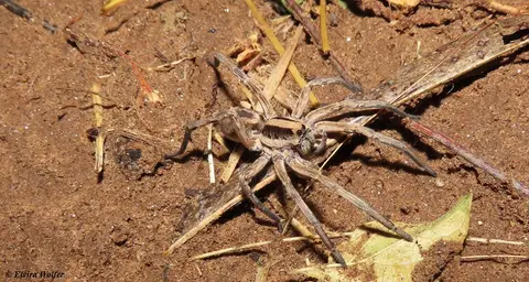 WanderingWolfSpider.jpg