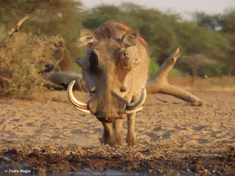 Warthogmale1.jpg