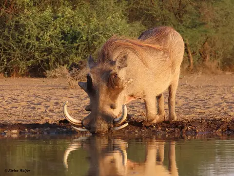 Warthogmale2.jpg