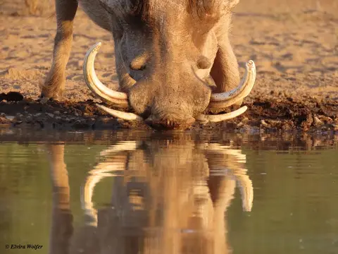 Warthogmale3.jpg