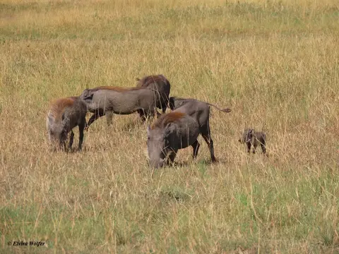 Warthogs1-2.jpg