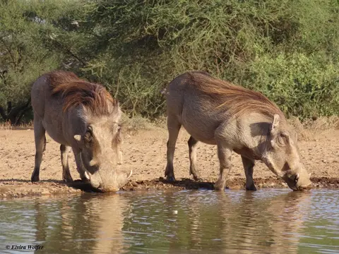 Warthogs1.jpg