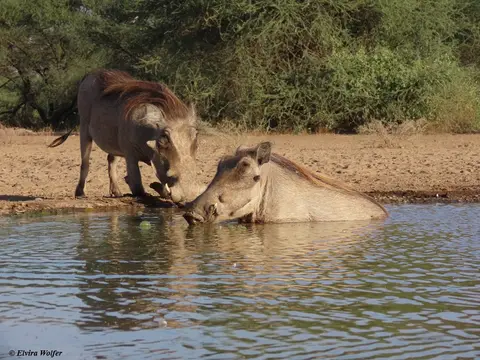 Warthogs2.jpg