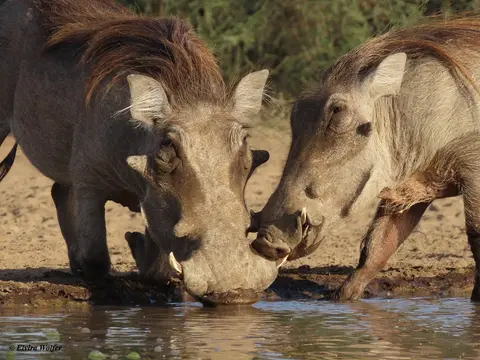 Warthogs4.jpg