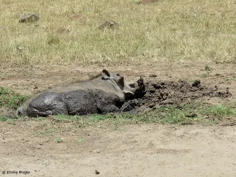 Warzenschwein1.jpg