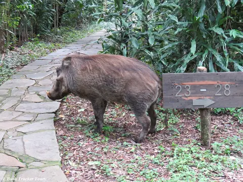 WarzenschweinSchild.jpg