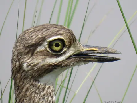 WaterThick-kneeportrait.jpg