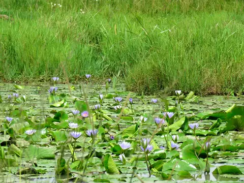 Waterlilies.jpg