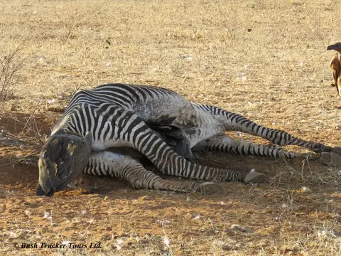 White-backedvulturezebra2.jpg