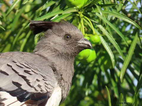 White-belliedGo-awaybirdmaleportrait.jpg