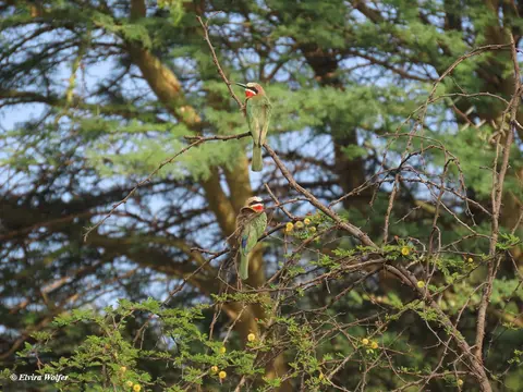 White-frontedBee-eater1.jpg