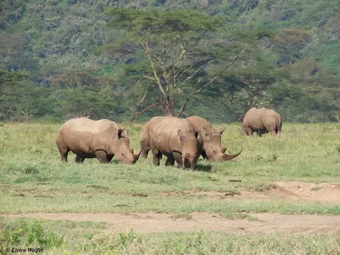WhiteRhinos2-2.jpg